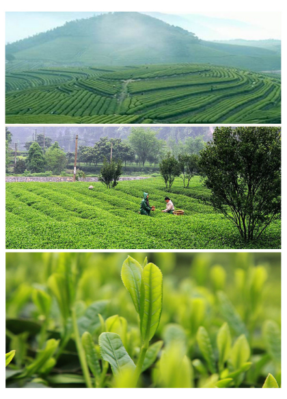 Lu An Gua Pian/ Lu An Melon Seed Green Tea-